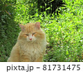 尾道の猫 81731475