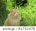 尾道の猫 81731476
