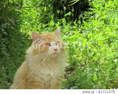 尾道の猫 尾道の猫 81731476