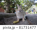 大久野島のウサギさん 81731477