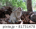 大久野島のウサギさん 81731478