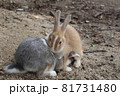 大久野島の仔ウサギさん達 81731480