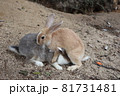 大久野島の仔ウサギ達 81731481