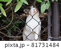 大久野島のウサギさん 81731484