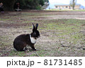 大久野島のウサギさん 81731485