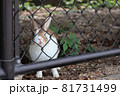 大久野島のウサギさん 81731499