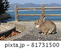 大久野島のウサギさん 81731500