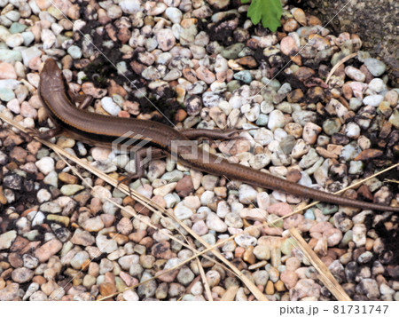 桐原の滝にいたニホントカゲ　鹿児島県曽於市財部町下財部 81731747
