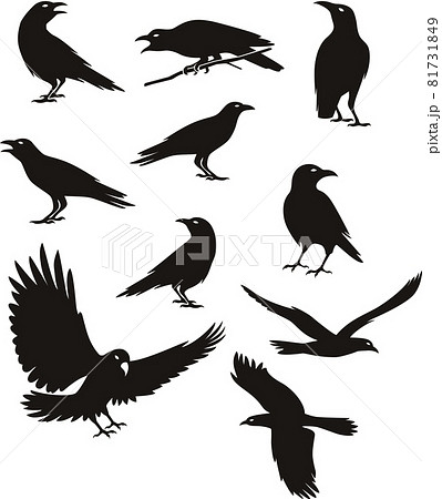 Premium Vector  Set of vector black silhouette of crow silhouette of crows  raven animal vector illustration
