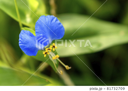 ツユクサ ツユクサ 81732709