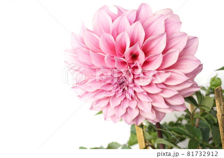 Pink Dahlia Flowers blooming with gree leave isolated on white background Pink Dahlia Flowers blooming with gree leave isolated on white background 81732912