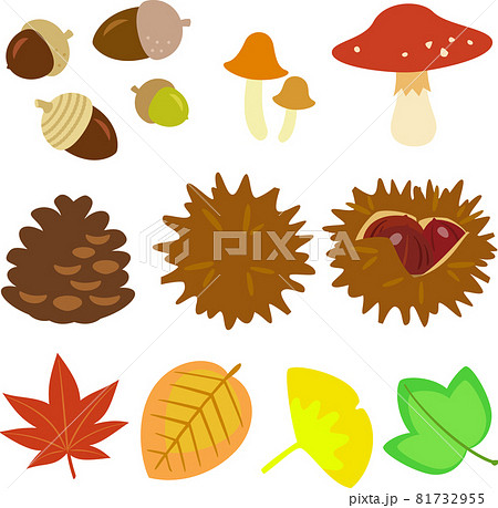 どんぐり、キノコ、松ぼっくり、毬栗、紅葉のイラスト素材 [81732955