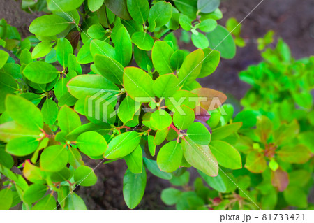 大葉エゾムラサキツツじの若芽です 西洋種のツツジです の写真素材