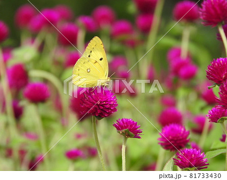 センニチコウの花で吸蜜する「モンキチョウ」 センニチコウの花で吸蜜する「モンキチョウ」 81733430