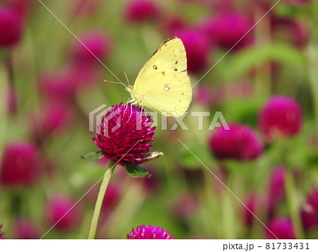 センニチコウの花で吸蜜する「モンキチョウ」 81733431