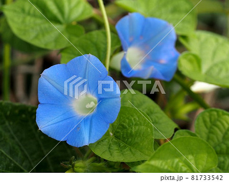 水辺に咲いたマルバアメリカアサガオ 81733542