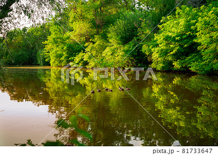 landscape. ducks in a pond in the park. trees and a river at sunset. landscape. ducks in a pond in the park. trees and a river at sunset. 81733647