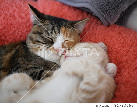 仲良く眠る猫 仲良く眠る猫 81733666
