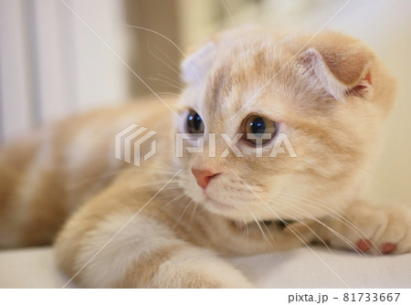 スコティッシュ仔猫アップ スコティッシュ仔猫アップ 81733667
