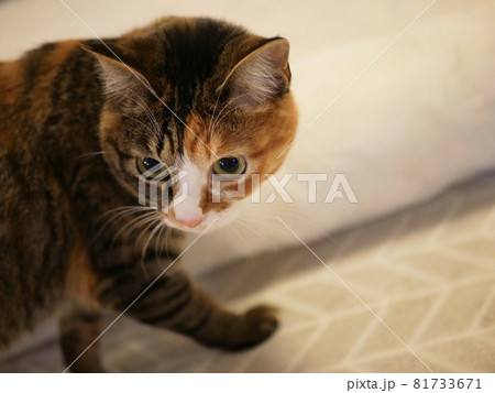 振り返り歩く猫 81733671