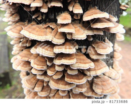 広葉樹の枯れ木に群生する「ハカワラタケ」 81733686