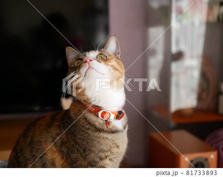 見上げる猫 見上げる猫 81733893