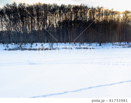 snow-covered frozen river and birch grove illuminated by setting sun in city park in winter twilight 81733981