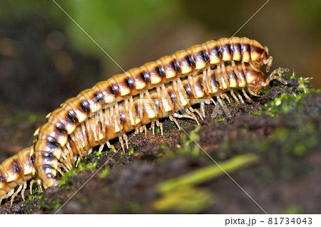 Millipede, Marino Ballena National Park, Costa Rica 81734043