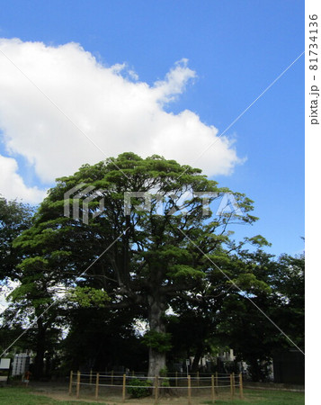 渋沢栄一墓所 81734136