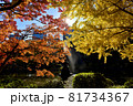 日比谷公園の紅葉と木漏れ日 81734367