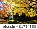 日比谷公園の紅葉と木漏れ日 81734368