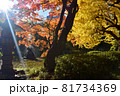 日比谷公園の紅葉と木漏れ日 81734369