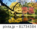 日比谷公園の紅葉と水鏡 81734384