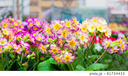 プリムラ ジュリアンの花が沢山咲いています 可愛くてとてもきれいです の写真素材 プリムラ ジュリアンの花が沢山咲いています 可愛くてとてもきれいです の写真素材