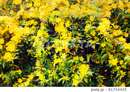 カロライナジャスミンの満開の花をご覧ください。 81734435