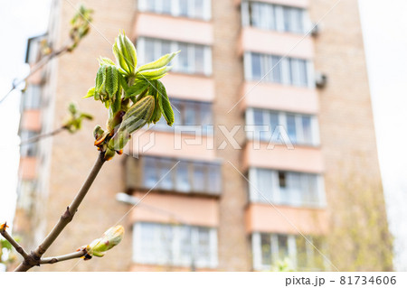 spring in city - fresh green leaves of horse-chestnut tree close up and tower apartment building on background (focus on the bourgeon on foreground) 81734606