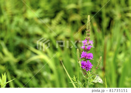 ミソハギの花 81735151