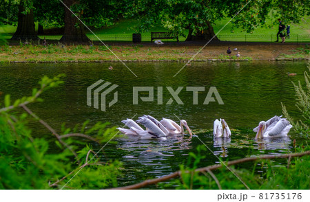 Pelicans swomming in the pond of St James's Park in  London. 81735176