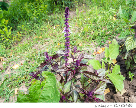 purple basil plant on bed in garden on summer day 81735436