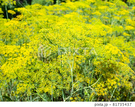 natural background - yellow blossoms of dill herbs close-up in garden in summer season natural background - yellow blossoms of dill herbs close-up in garden in summer season 81735437