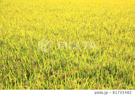 刈取り前の稲 81735482