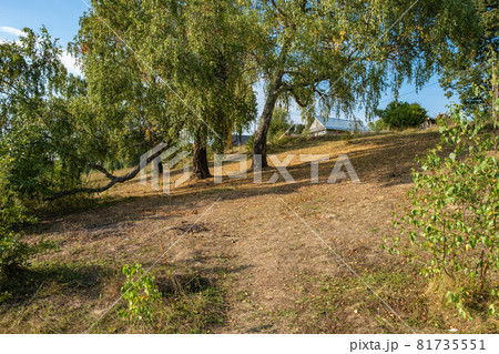 A rustic landscape with a gentle slope and thick old birches. A rustic landscape with a gentle slope and thick old birches. 81735551