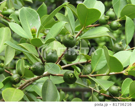 未だ未だ青いトロピカルフルーツヒメグァバの実 81736216