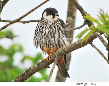 ハヤブサ 81736322