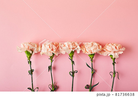 Bouquet of pink carnations. Design concept of holiday greeting with carnation bouquet on pink table background 81736638