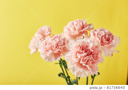 Bouquet of pink carnations. Design concept of holiday greeting with carnation bouquet on yellow background 81736640
