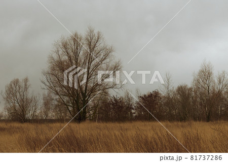 A beautiful branchy tree in the steppe in the evening. Autumn landscape. A beautiful branchy tree in the steppe in the evening. Autumn landscape. 81737286