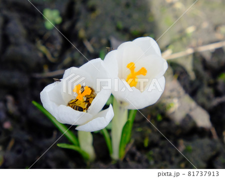 Bees collect nectar from small white spring flowers. Nature. Bees collect nectar from small white spring flowers. Nature. 81737913