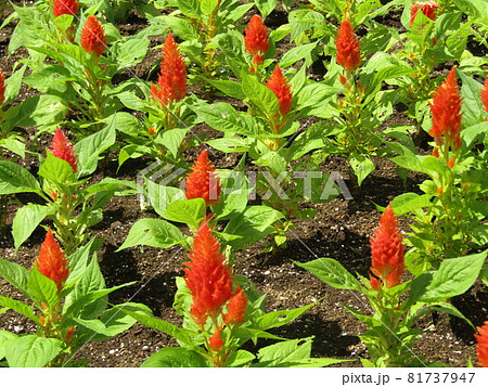 三陽メデアフラワーミュージアムの前庭のケイトウの赤い色の花の写真素材