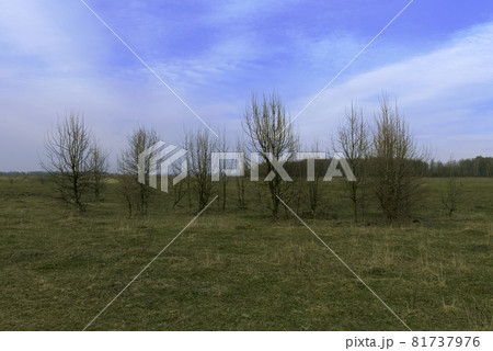Several small trees in a field on a spring evening. Several small trees in a field on a spring evening. 81737976